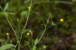 Mississippi buttercup